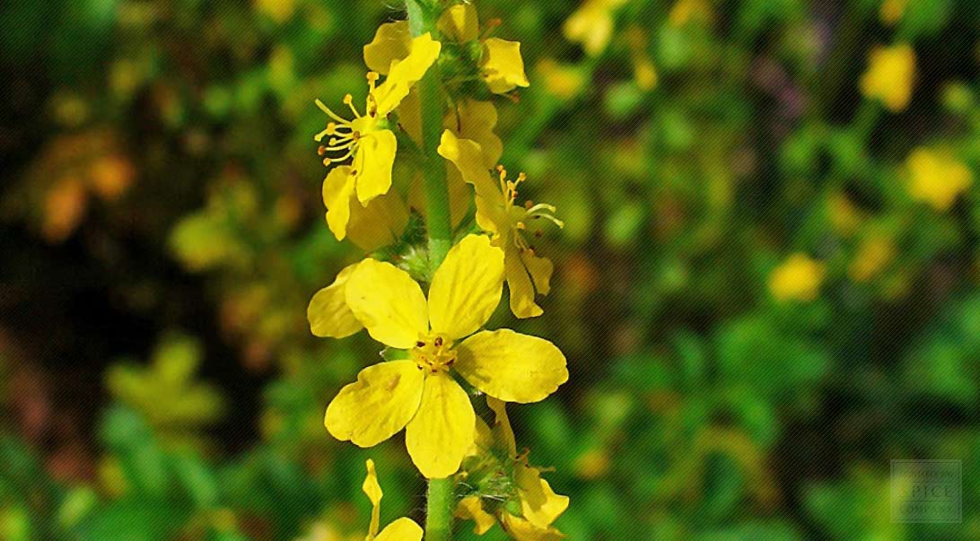 Agrimony - Ancient, Traditional, and Modern Benefits  Tea Life