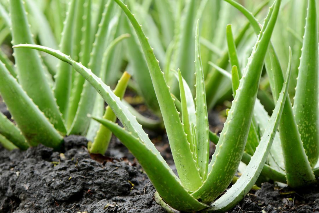 Aloe Vera Leaf Tea - Ancient, Traditional, Modern Benefits