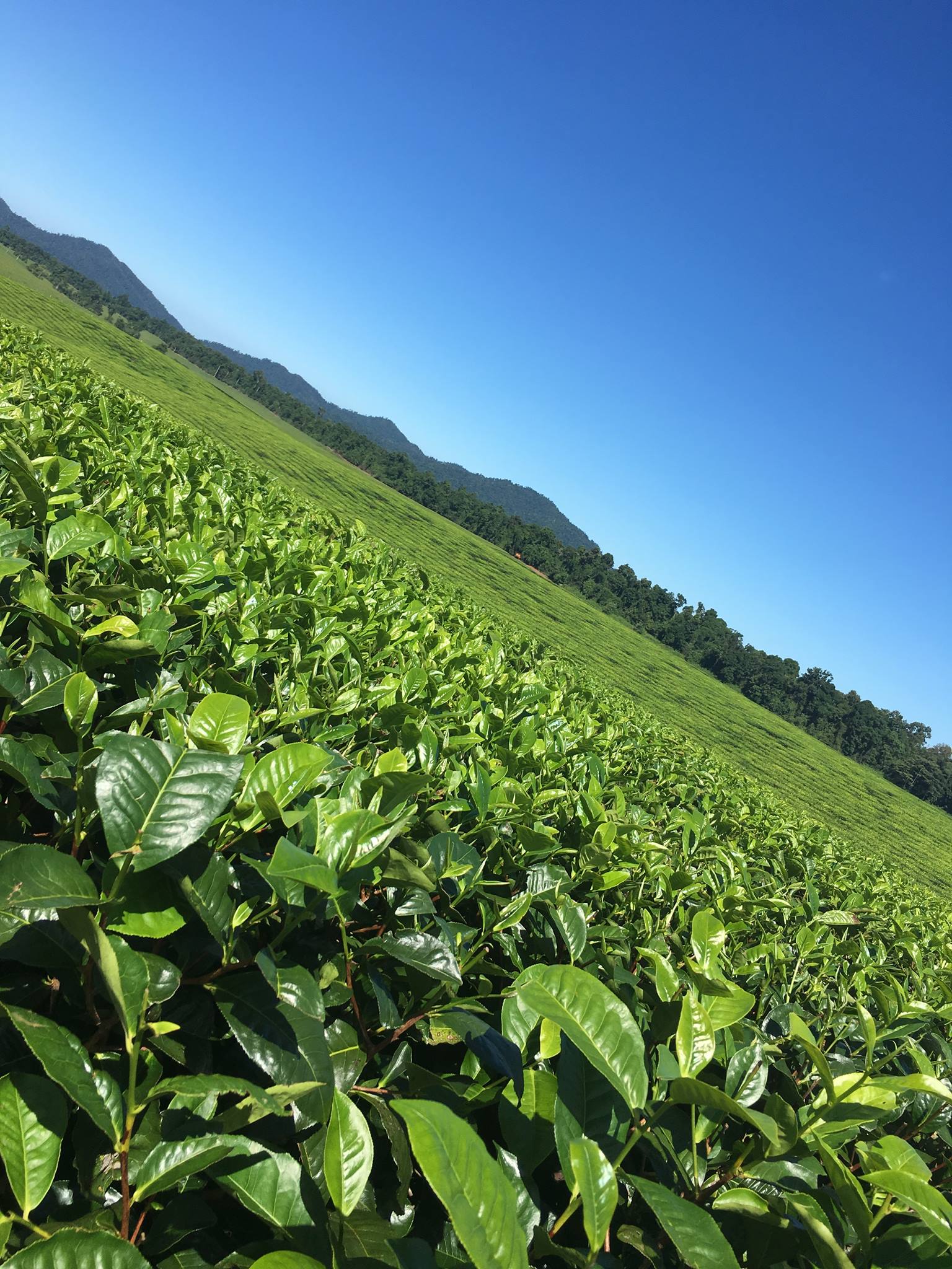 Bush Black Tea