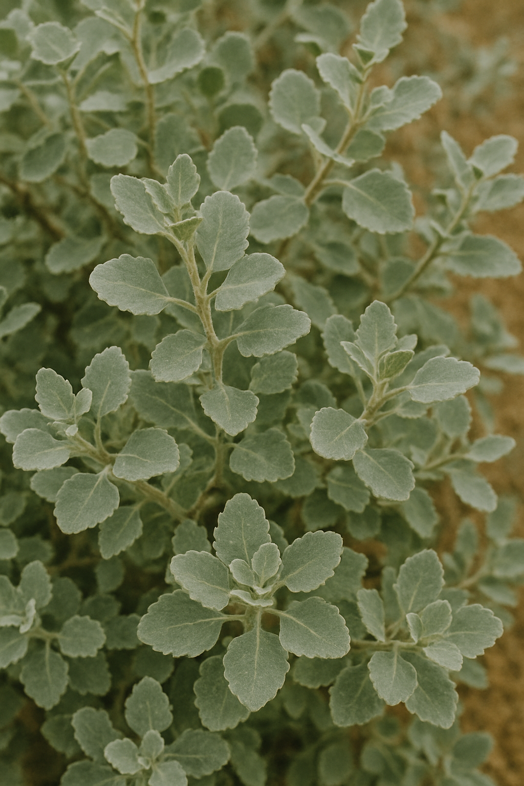 Saltbush Bulk