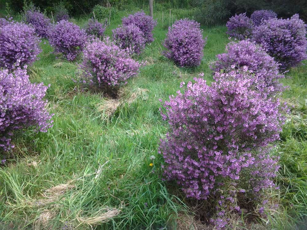 Thyme Native Tea - - Anti-inflammatory, Caffeine Free, Catch, Kogan, Native, Sore Throat, spo-default, spo-disabled - Tea Life™