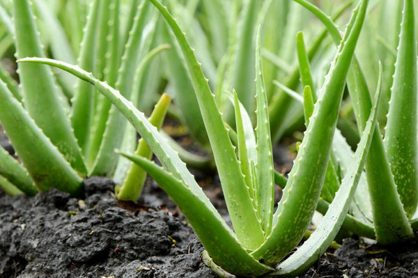 Aloe Vera Leaf Tea - Ancient, Traditional, Modern Benefits 
