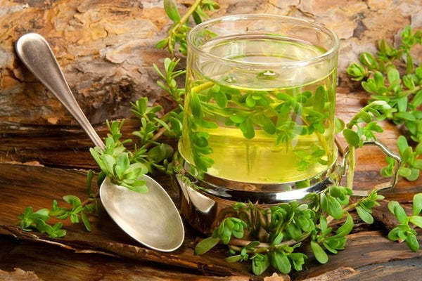 Bacopa Tea - Ancient, Traditional, and Modern Benefits 