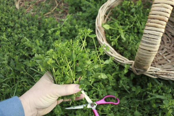 Chickweed Tea - Ancient, Traditional, and Modern Benefits 