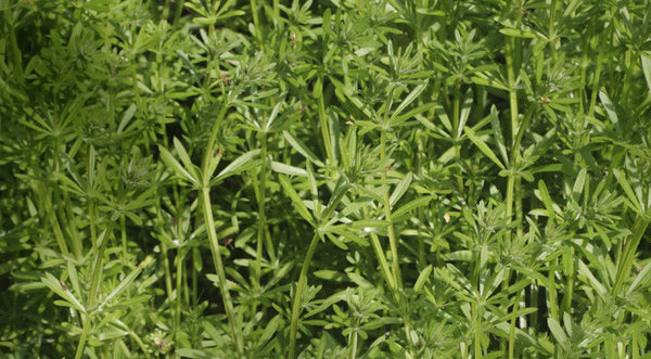 Cleavers Tea - Ancient, Traditional, and Modern Benefits
