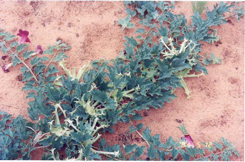 Devils Claw Tea - Ancient, Traditional, and Modern Benefits