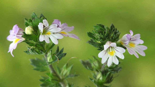 Eyebright Tea - Ancient, Traditional, and Modern Benefits