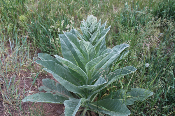 Mullein Tea - Ancient, Traditional, and Modern Benefits