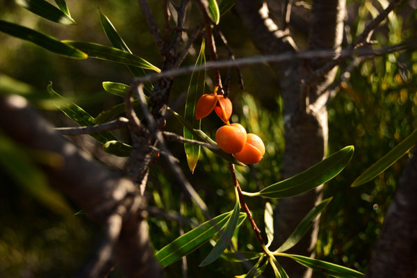 Discover the Natural Wonders of Australian Native Tea