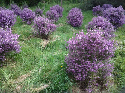 Thyme Native Tea -  - Anti-inflammatory, Caffeine Free, Catch, Kogan, Native, Sore Throat, spo-default, spo-disabled - Tea Lifeâ„¢