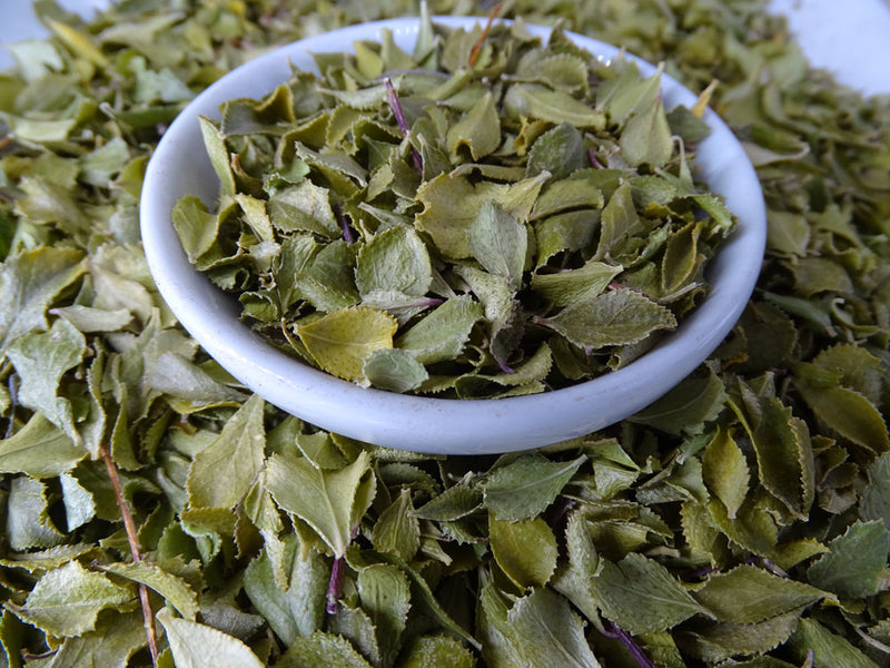 Buchu Leaf Tea -  - Caffeine Free, Common Cold, Kogan - Tea Life™