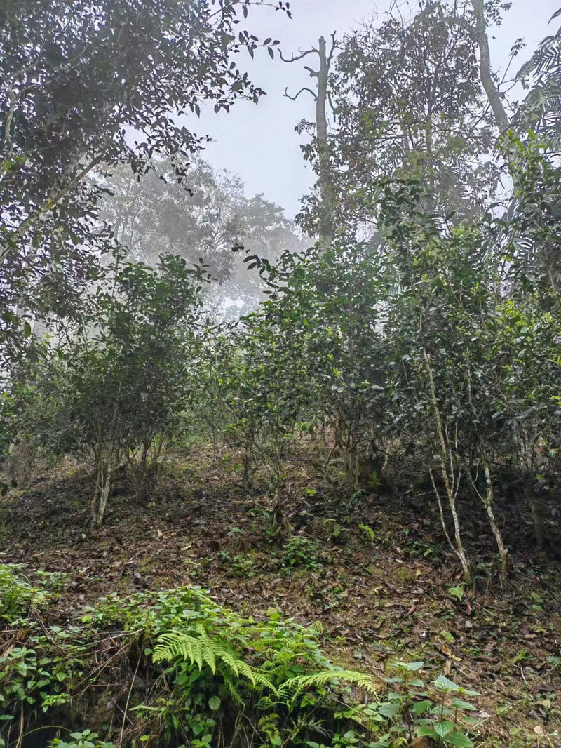 Pu'er 2009 Menghai Mountain Ripe Tea - Scent Of Asia - Catch, Kogan, puer, scent of asia, spo-default, spo-disabled - Tea Life™